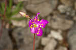 Limestone fameflower